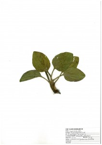 common plantain