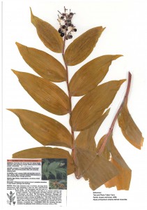 Smilacina racemosa